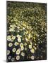 California, Spring Valley, a Field of Daisy Flowers, Asteraceae-Christopher Talbot Frank-Mounted Photographic Print