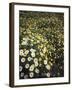 California, Spring Valley, a Field of Daisy Flowers, Asteraceae-Christopher Talbot Frank-Framed Photographic Print