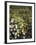 California, Spring Valley, a Field of Daisy Flowers, Asteraceae-Christopher Talbot Frank-Framed Photographic Print