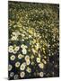 California, Spring Valley, a Field of Daisy Flowers, Asteraceae-Christopher Talbot Frank-Mounted Photographic Print