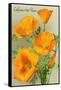 California State Flower - the Californian - Poppy Flowers-Lantern Press-Framed Stretched Canvas