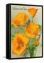 California State Flower - the Californian - Poppy Flowers-Lantern Press-Framed Stretched Canvas