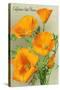 California State Flower - the Californian - Poppy Flowers-Lantern Press-Stretched Canvas