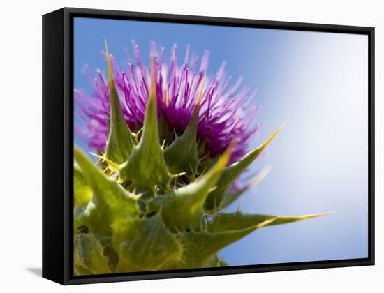 California Thistle, Cirsium Arvense, Lafayette Reservoir, Lafayette, California, Usa-Paul Colangelo-Framed Stretched Canvas