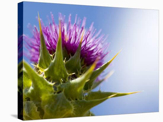 California Thistle, Cirsium Arvense, Lafayette Reservoir, Lafayette, California, Usa-Paul Colangelo-Stretched Canvas