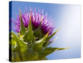 California Thistle, Cirsium Arvense, Lafayette Reservoir, Lafayette, California, Usa-Paul Colangelo-Stretched Canvas