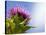 California Thistle, Cirsium Arvense, Lafayette Reservoir, Lafayette, California, Usa-Paul Colangelo-Stretched Canvas