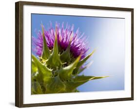 California Thistle, Cirsium Arvense, Lafayette Reservoir, Lafayette, California, Usa-Paul Colangelo-Framed Photographic Print