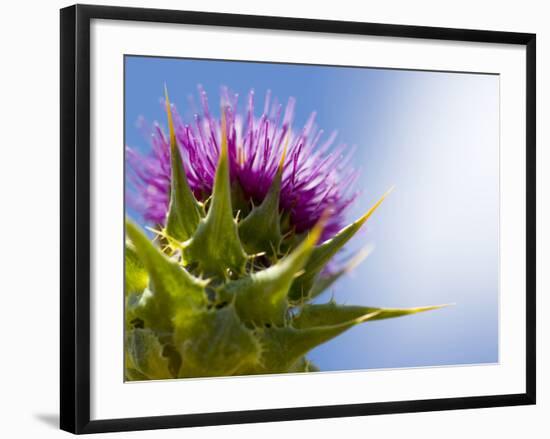 California Thistle, Cirsium Arvense, Lafayette Reservoir, Lafayette, California, Usa-Paul Colangelo-Framed Photographic Print