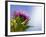 California Thistle, Cirsium Arvense, Lafayette Reservoir, Lafayette, California, Usa-Paul Colangelo-Framed Photographic Print