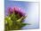 California Thistle, Cirsium Arvense, Lafayette Reservoir, Lafayette, California, Usa-Paul Colangelo-Mounted Photographic Print