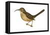 California Thrasher (Toxostoma Redivivum), Birds-Encyclopaedia Britannica-Framed Stretched Canvas