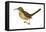 California Thrasher (Toxostoma Redivivum), Birds-Encyclopaedia Britannica-Framed Stretched Canvas