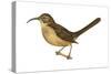 California Thrasher (Toxostoma Redivivum), Birds-Encyclopaedia Britannica-Stretched Canvas