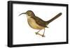 California Thrasher (Toxostoma Redivivum), Birds-Encyclopaedia Britannica-Framed Poster