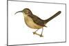California Thrasher (Toxostoma Redivivum), Birds-Encyclopaedia Britannica-Mounted Poster