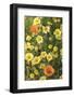 California. Tidy tip flowers, goldfields, Lasthenia californica, and lupine bloom in the meadows of-Brenda Tharp-Framed Photographic Print