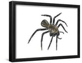 California Trapdoor Spider (Bothriocyrtum Californicum), Arachnids-Encyclopaedia Britannica-Framed Poster