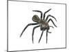 California Trapdoor Spider (Bothriocyrtum Californicum), Arachnids-Encyclopaedia Britannica-Mounted Poster