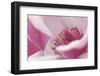 California. Tulip Tree Flower Close-Up-Jaynes Gallery-Framed Photographic Print