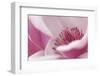 California. Tulip Tree Flower Close-Up-Jaynes Gallery-Framed Photographic Print