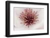 California. Tulip Tree Flower Close-Up-Jaynes Gallery-Framed Photographic Print