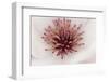 California. Tulip Tree Flower Close-Up-Jaynes Gallery-Framed Photographic Print