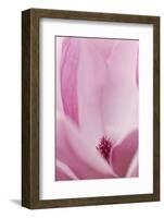 California. Tulip Tree Flower Close-Up-Jaynes Gallery-Framed Photographic Print