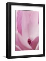 California. Tulip Tree Flower Close-Up-Jaynes Gallery-Framed Photographic Print