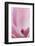 California. Tulip Tree Flower Close-Up-Jaynes Gallery-Framed Photographic Print