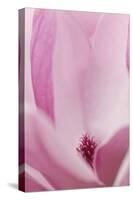 California. Tulip Tree Flower Close-Up-Jaynes Gallery-Stretched Canvas