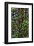 California, USA, Jedediah Smith Redwoods State Park, Redwoods National Park-Joe Restuccia III-Framed Photographic Print