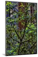 California, USA, Jedediah Smith Redwoods State Park, Redwoods National Park-Joe Restuccia III-Mounted Photographic Print