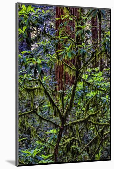 California, USA, Jedediah Smith Redwoods State Park, Redwoods National Park-Joe Restuccia III-Mounted Photographic Print