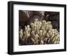 California, Valley of the Moon, Flowering Buckhorn Cholla-Christopher Talbot Frank-Framed Photographic Print