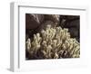 California, Valley of the Moon, Flowering Buckhorn Cholla-Christopher Talbot Frank-Framed Photographic Print