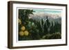 California - View of a Californian Anomaly, Snow-Capped Mountains and Orange Groves, c.1921-Lantern Press-Framed Art Print