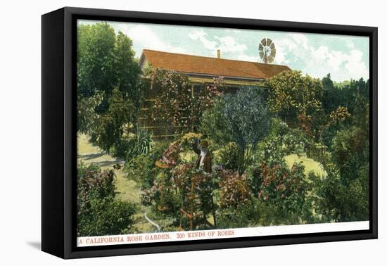 California - View of a Californian Rose Garden-Lantern Press-Framed Stretched Canvas