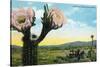 California - View of a Flowering Cactus-Lantern Press-Stretched Canvas