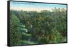 California - View of a Orange Grove-Lantern Press-Framed Stretched Canvas