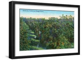 California - View of a Orange Grove-Lantern Press-Framed Art Print