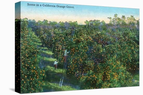 California - View of a Orange Grove-Lantern Press-Stretched Canvas
