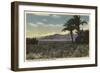 California - View of Dates Growing near the Salton Sea-Lantern Press-Framed Art Print