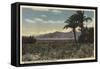 California - View of Dates Growing near the Salton Sea-Lantern Press-Framed Stretched Canvas