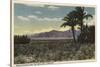 California - View of Dates Growing near the Salton Sea-Lantern Press-Stretched Canvas
