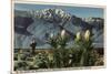 California - View of Mt. San Jacinto, Yucca Mohavensis Cactus-Lantern Press-Mounted Premium Giclee Print