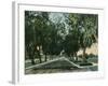 California - View of Pepper Trees Along Road-Lantern Press-Framed Art Print