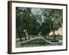 California - View of Pepper Trees Along Road-Lantern Press-Framed Art Print