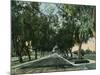 California - View of Pepper Trees Along Road-Lantern Press-Mounted Art Print