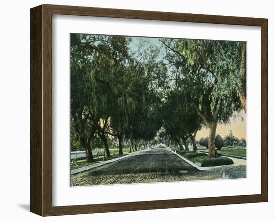 California - View of Pepper Trees Along Road-Lantern Press-Framed Art Print